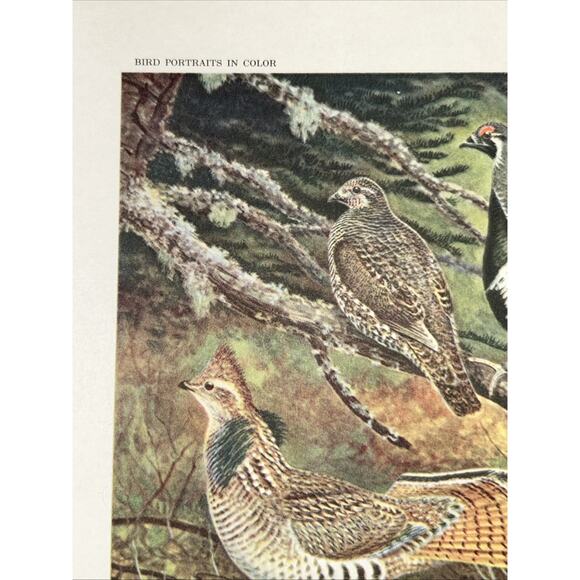 VTG Grouse Bookplate George Miksch Sutton Lithograph Bird Portraits In Color - Picture 2 of 9